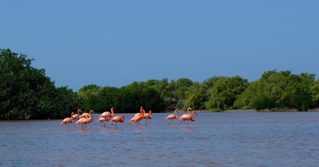Aquí es fácil apreciar los flamencos rosados, iconos de la costa de Yucatán, además de pelícanos, cangrejos y otras especies del lugar.