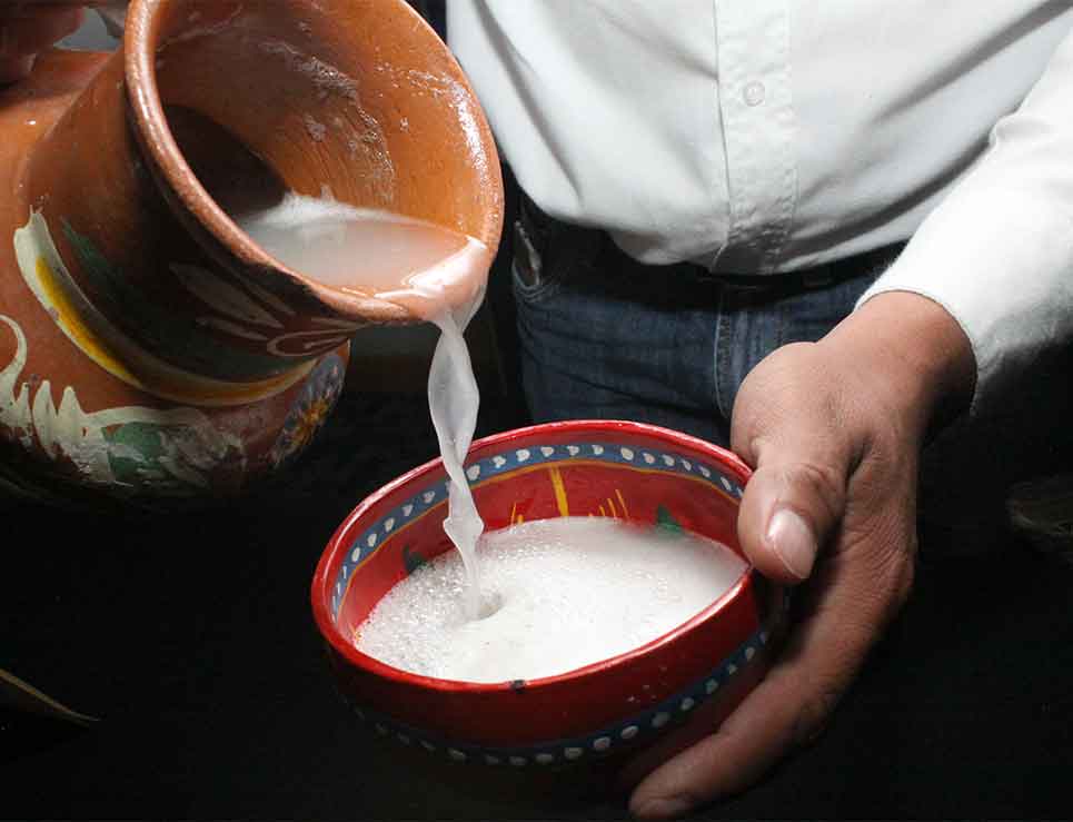 Pulque, bebida mexicana. Cuando el maguey llega a cierta edad, se le extrae el centro y se raspa para que suelte el jugo