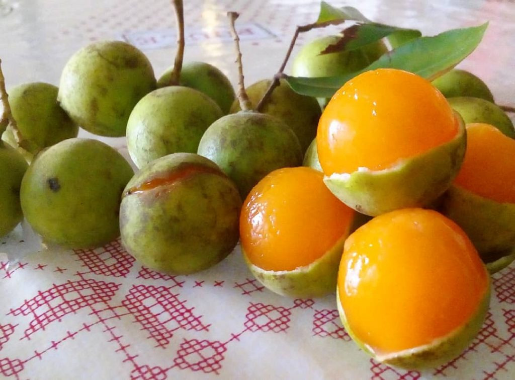La huaya es una fruta maravillosa, exquisita y de temporada, comienza más o menos en abril
